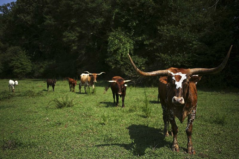 Longhorn steers pause in a pasture in Alabama in this file photo. The U.S. Cattlemen’s Association is urging lawmakers to establish new label guidelines for beef products.