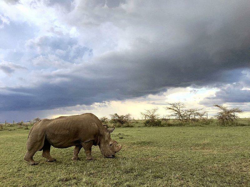 Photo from Nature: The Last Rhino