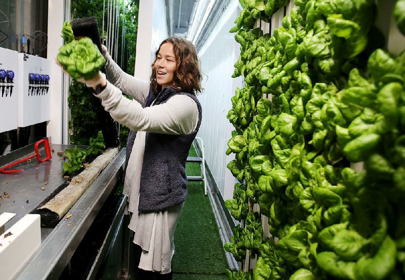 Allix Ice, a senior at the University of Arkansas, Fayetteville, harvests Rex Butterhead lettuce on Thursday inside the Freight Farms hydroponic shipping container on campus. 