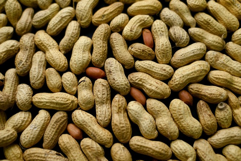 This Feb. 20, 2015 file photo, photo shows an arrangement of peanuts in New York. The first treatment to help prevent serious allergic reactions to peanuts may be on the way. A company said Tuesday, Feb. 20, 2018 that its daily capsules of peanut flour helped sensitize children to nuts in a major study.