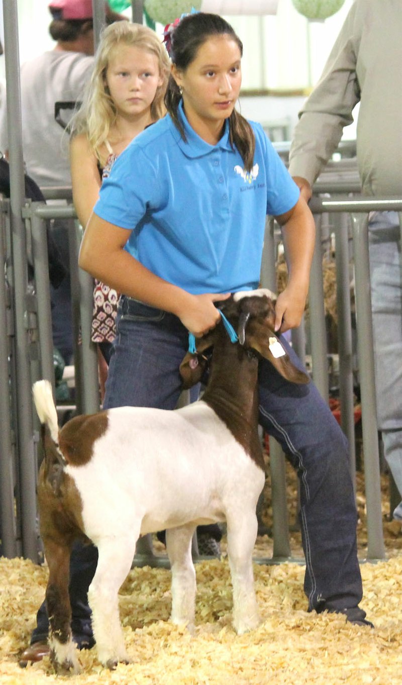 Westside Eagle Observer/SUBMITTED Jacy Smith shows her meat goat during the judging portion of the Benton County Youth Livestock Show at the Benton County Fair in Bentonville Aug. 11, 2017.