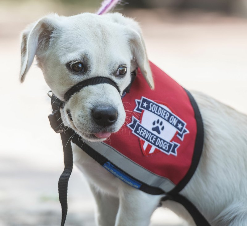 NWA Democrat-Gazette/ANTHONY REYES @NWATONYR Spirit rests Sept. 9, 2016, in downtown Bentonville. Brittany Vandevort of Bentonville raised the puppy for SoldierOn Service Dogs. "Hero Tales -- Red, White and Blue Jeans" on March 10 at the Arkansas Air and Military Museum in Fayetteville will benefit the nonprofit organization. NWA Democrat-Gazette/ANTHONY REYES &#x201a;&#xc4;&#xa2; @NWATONYR Spirit rests Friday, Sept. 9, 2016 in downtown Bentonville. Brittany Vandevort is training the pooch for SoldierOn Service Dogs. Once trained the dog will get specialized training to be a service dog for a veteran.