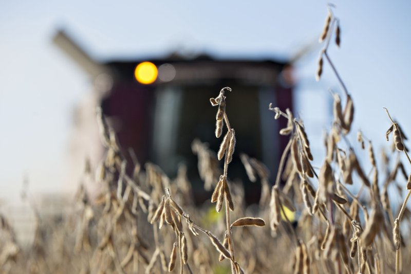 Soybeans are harvested with a combine harvester in Princeton, Illinois.