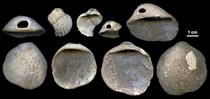 This undated image provided by João Zilhão in February 2018 shows perforated shells found in sediments in the Cueva de los Aviones near Cartagena, Spain. The artifacts date to between 115,000 and 120,000 years ago. New discoveries in some Spanish caves give the strongest evidence yet that Neanderthals created art. 