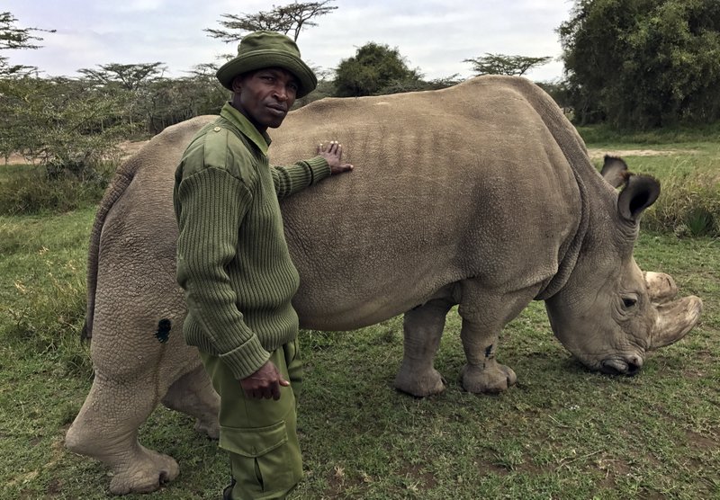  In this Friday, July 28, 2017 file photo, wildlife ranger Zachariah Mutai takes care of Sudan, the world's last male northern white rhino, at the Ol Pejeta Conservancy in Laikipia county in Kenya. The health of 45-year-old Sudan is deteriorating and his minders said Thursday, March 1, 2018 that his "future is not looking bright." 