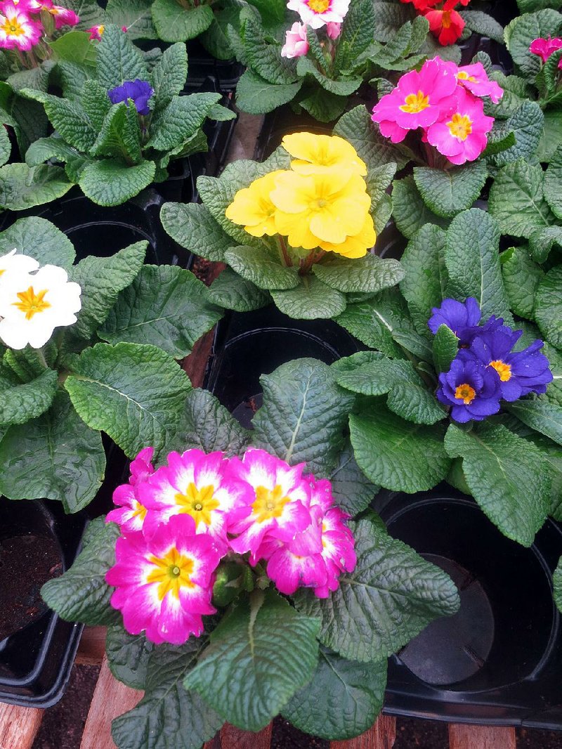 English primroses don’t have a long growing season in Arkansas but they work as “shoulder plants,” bridging the color gap between winter and summer.