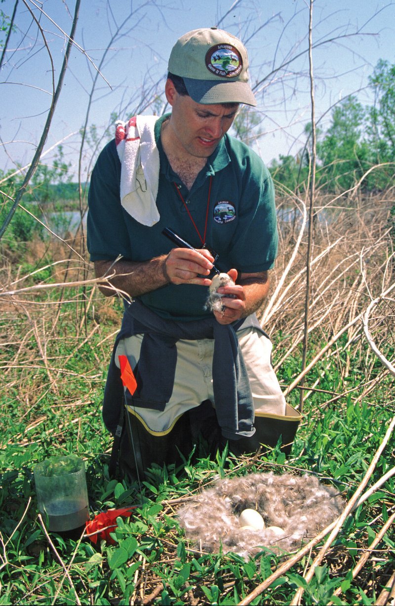 Michael Hill, a former waterfowl biologist with the Arkansas Game and Fish Commission, collects data from a giant Canada-goose nest on an island in Lake Dardanelle.