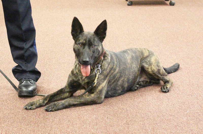 New officer in town: Shakira is the newest K-9 addition to the El Dorado Police Department, and is fully certified in narcotics.