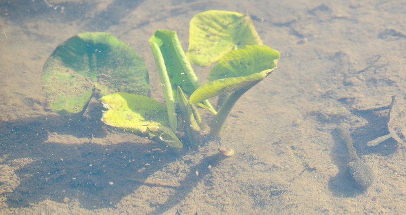 Keith Bryant/The Weekly Vista In addition to the humans, plants and tadpoles soaked up sunshine in the quiet pond alongside Tanyard Creek on a clear-skied Thursday.