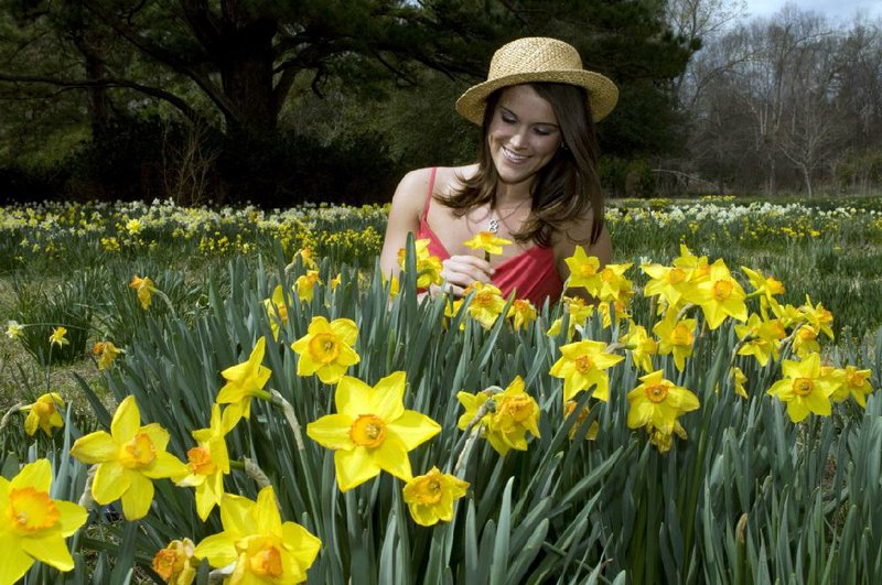Historic houses and cemeteries, re-enactments, arts and crafts and fields of daffodils help welcome spring at the 25th annual Camden Daffodil Festival.
