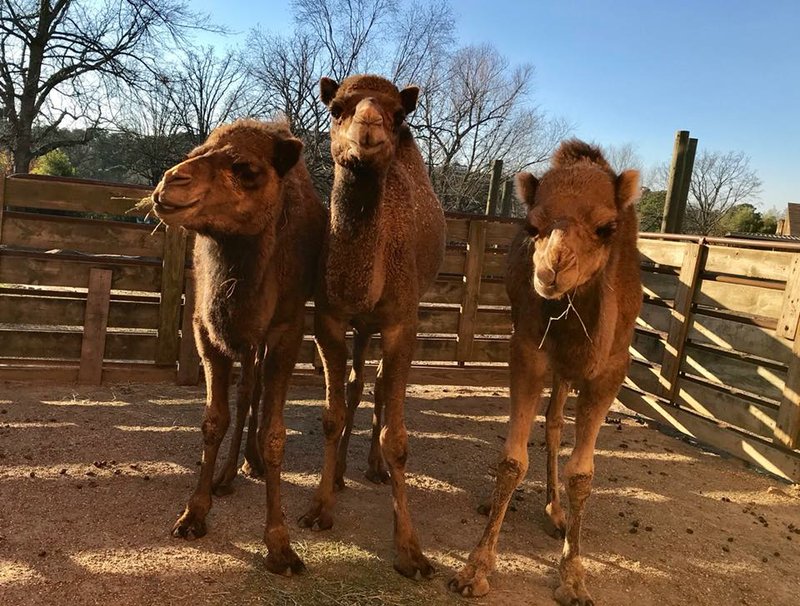 Sally, June and Stella are seen in this photo posted by the Little Rock Zoo. 