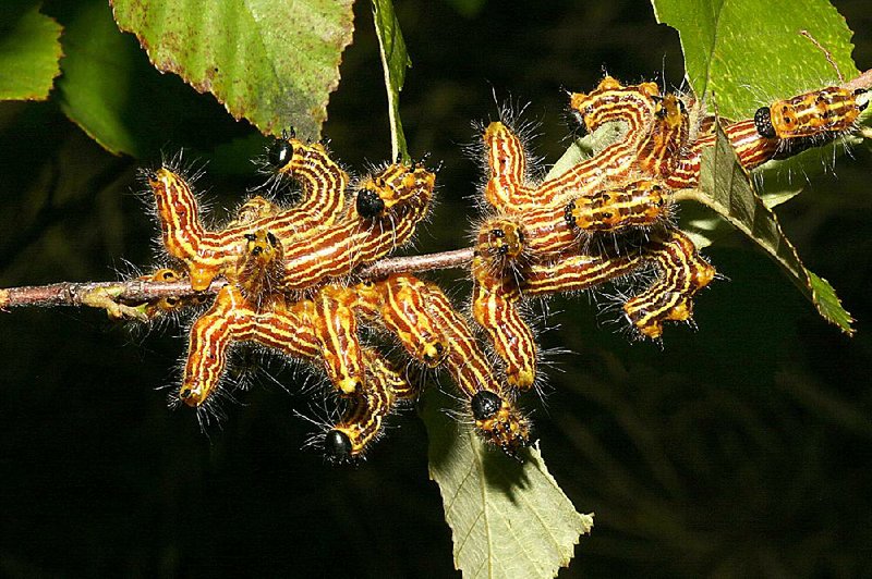 Yellowneck caterpillars feed in groups.