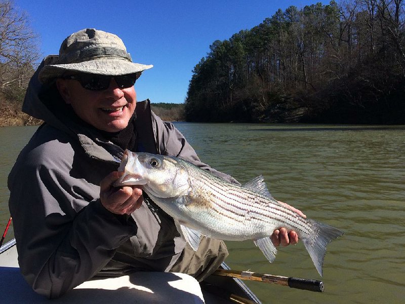 Rusty Pruitt admires one of the 13 stripers he and the author caught Tuesday while fishing in the Ouachita River above Lake Ouachita.
