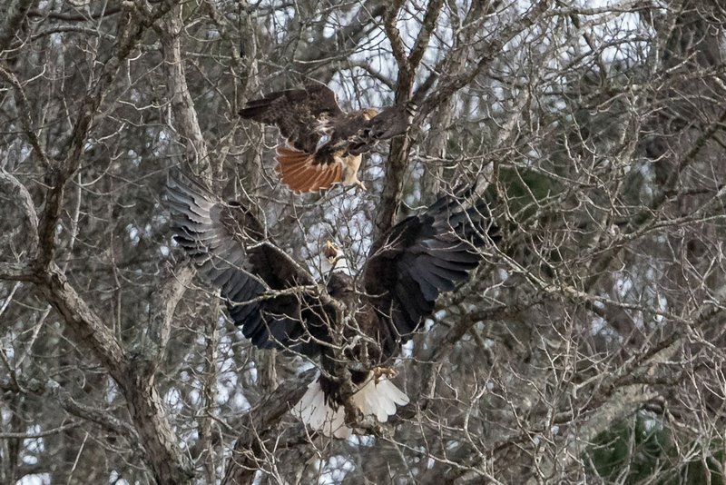 Courtesy photo/ELLYN PROCTOR A bald eagle spreads its wings and screams during a tussle with a hawk at Beaver Lake. Ellyn Proctor took the picture in mid February on a Hobbs State Park-Conservation Area eagle watch cruise.
