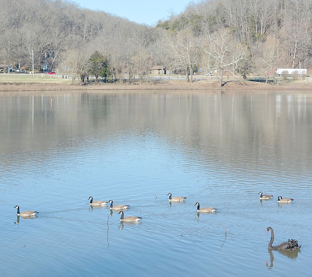 Keith Bryant/The Weekly Vista A black Swan and several geese are among the wildlife the Bella Vista Walks group watches and occasionally talks to.