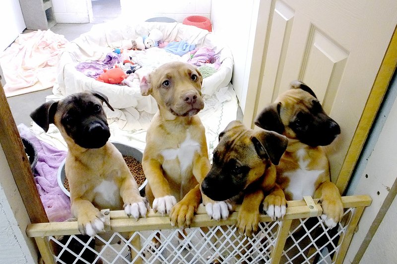 Lynn Atkins/The Weekly Vista Five puppies were brought to the shelter last week after being found on a corner in Bella Vista. They are actually the fourth litter of puppies the shelter has seen in 2018. They are probably a boxer mix, shelter staff said.