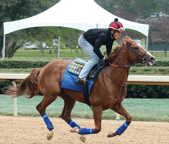 Submitted photo EARLY FAVORITE: Jockey Flavien Prat followed Solomini to Oaklawn Park and will have the mount aboard the early 3-2 favorite for Hall of Fame trainer Bob Baffert in today's Grade 2 $900,000 Rebel Stakes for 3-year-olds. Photo by Coady Photography.