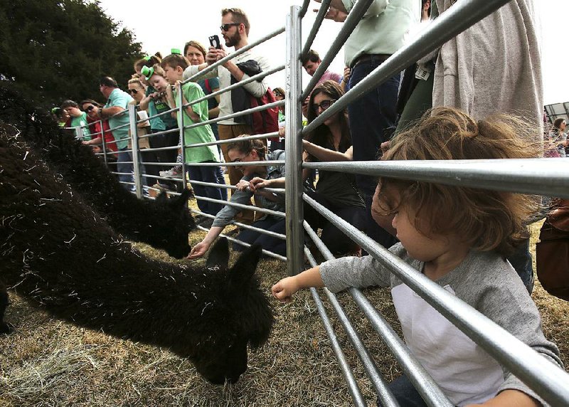 Liam Liddell, 2, reaches out to offer food to an alpaca Saturday during Alpacapalooza at the Heifer International Village and Urban  Farm in Little Rock. More photos are available at arkansasonline.com/galleries.
