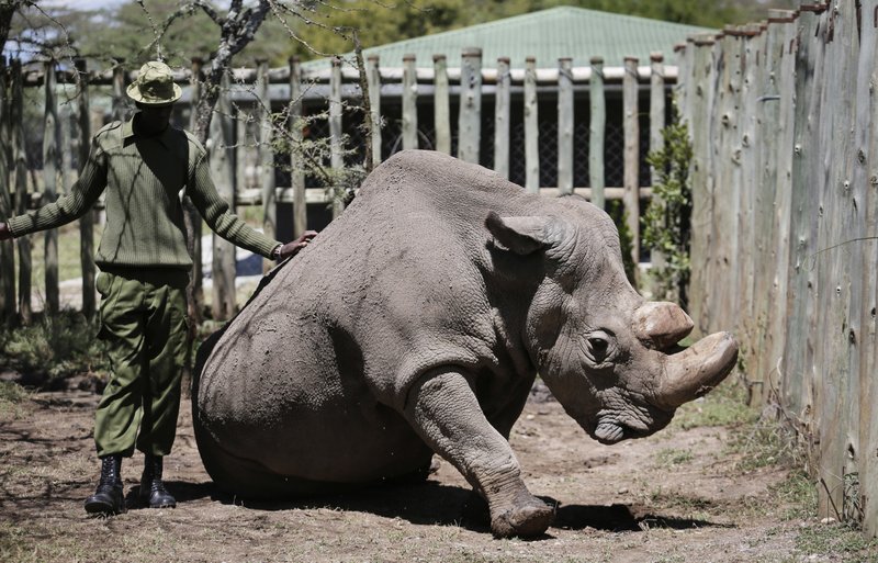 In this photo taken Wednesday, May 3, 2017, a ranger takes care of Sudan, the world's last male northern white rhino, at the Ol Pejeta Conservancy in Laikipia county in Kenya. Sudan, has died after "age-related complications," researchers announced Tuesday, saying he "stole the heart of many with his dignity and strength." (AP Photo)


