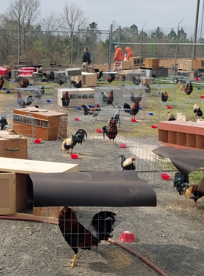 Nearly 200 roosters are being held on the grounds of the Sevier County jail in southwest Arkansas after a raid on a suspected cockfighting operation that netted more than 100 arrests, authorities said.