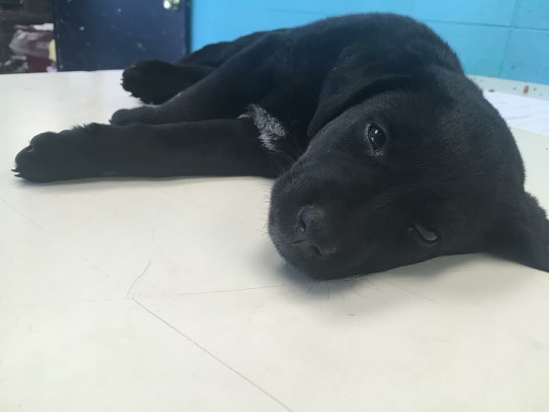 China, an 8-week-old lab mix, is in recovery after she was found hanging from a fence after being beaten and strangled, according to HOPE Humane Society in Fort Smith.