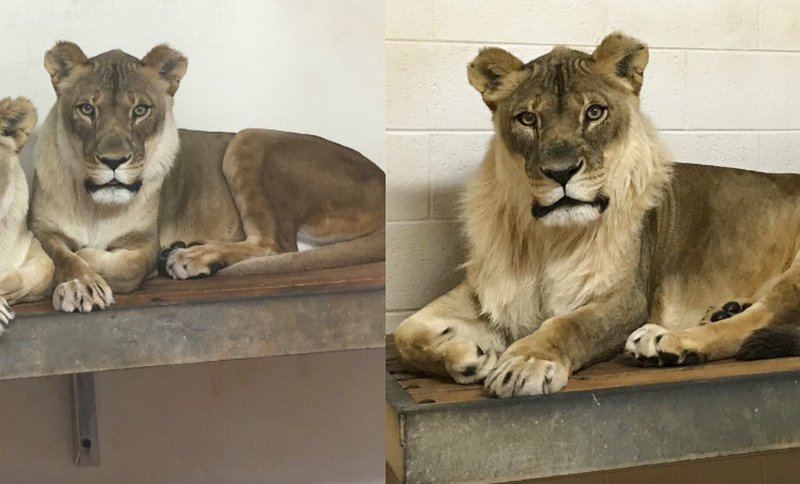 These photos provided by the Oklahoma City Zoo taken March 25, 2017, left, and Nov. 23, 2017, right, show Bridget, a lioness that has grown a mane. 