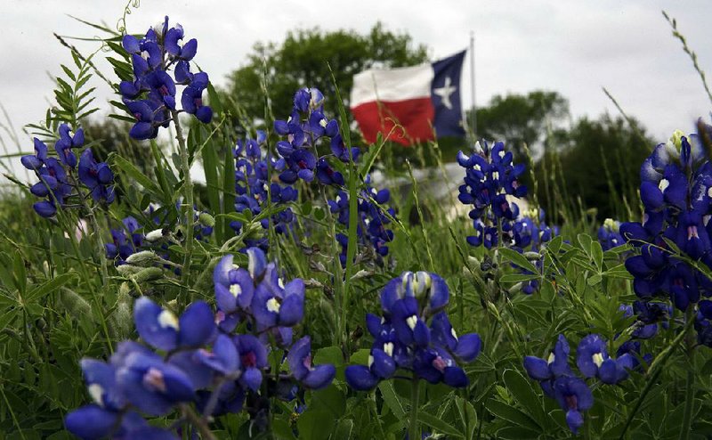 The Texas flag flies near a field of bluebonnets near Navasota, Texas. Timing travel to blooming seasons can be tricky but this is prime season for fl ower-theme trips.  