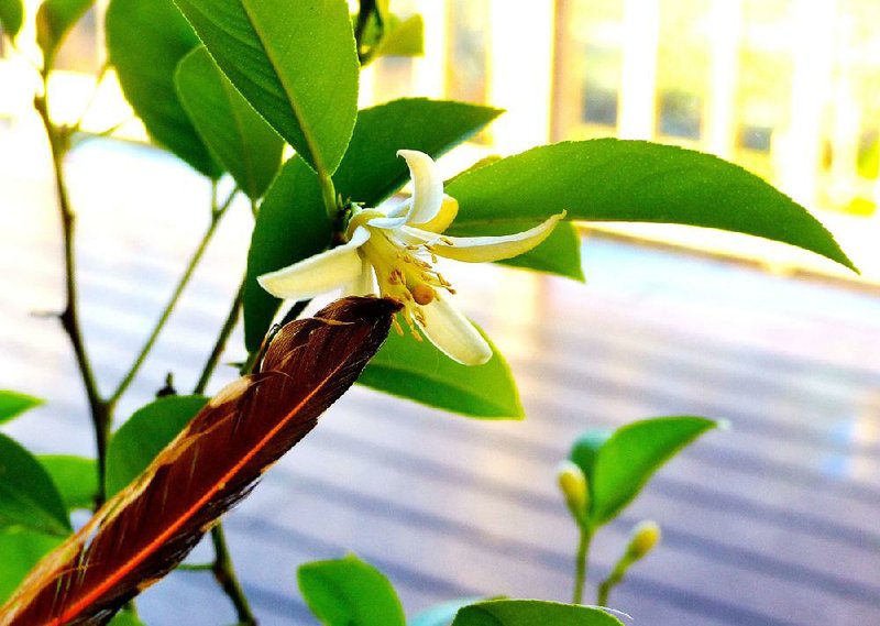 A gardener uses a feather to help pollinate a lemon tree being grown indoors as a different kind of potted houseplant. Houseplants have special needs inside your home and you have to accommodate them.