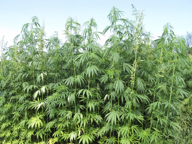 FILE - In this Aug. 13, 2015, file photo, hemp plants tower above researchers who tend to them at a research farm in Lexington, Ky. Senate Majority Leader Mitch McConnell said Monday, March 26, 2018, he wants to bring hemp production back into the mainstream by removing it from the controlled substances list that now associates it with marijuana, its illicit cousin. (AP Photo/Bruce Schreiner, File)