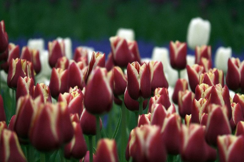 Visitors from all over the world travel to Keukenhof park in Lisse, Netherlands, every spring to see the vivid colors of the tulips.
