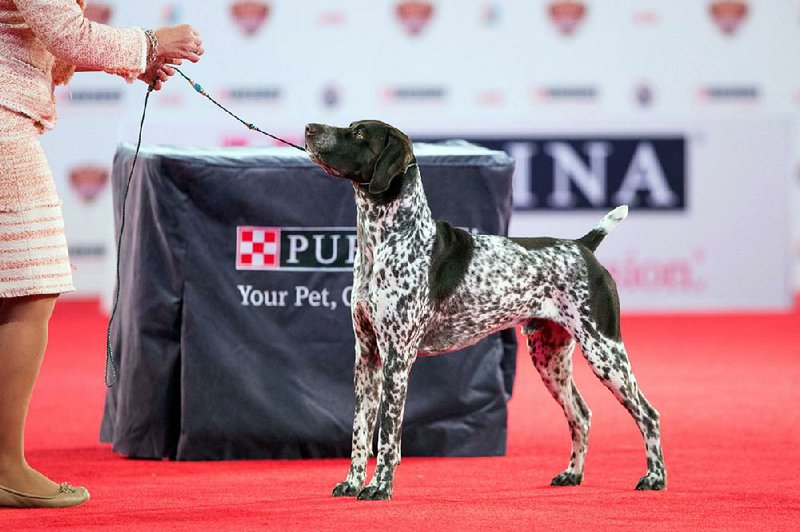 A photo from the Beverly Hills Dog Show
