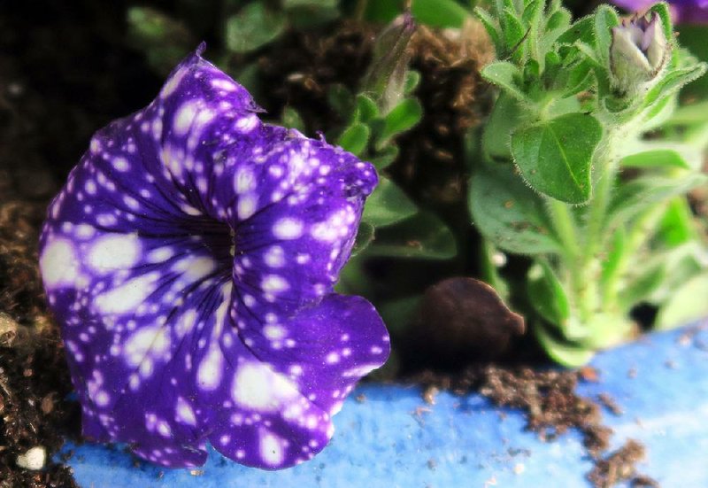 “Night Sky” is a newer petunia variety with an exciting color pattern. Its white stars can be more or fewer, depending on growing conditions.
