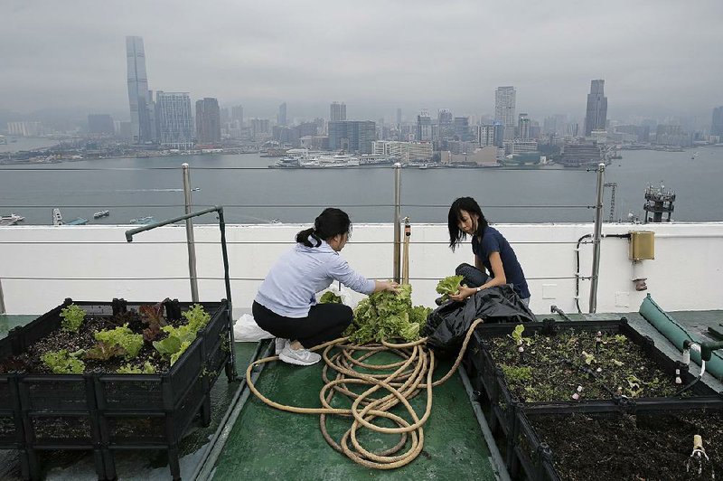 Michelle Hong (right) and Catherine Ng wash lettuce recently on the roof of the Bank of America tower in Hong Kong.
