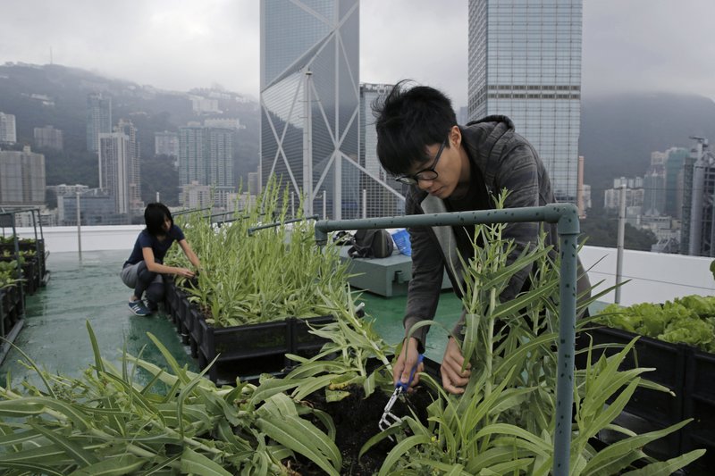 Hong Kong's skyline farms harvest more happiness than food