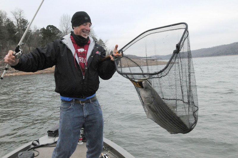 Brad Wiegmann of Nob Hill catches a striped bass at Beaver Lake. Gulls feeding on shad indicate stripers and other species may be feeding below.