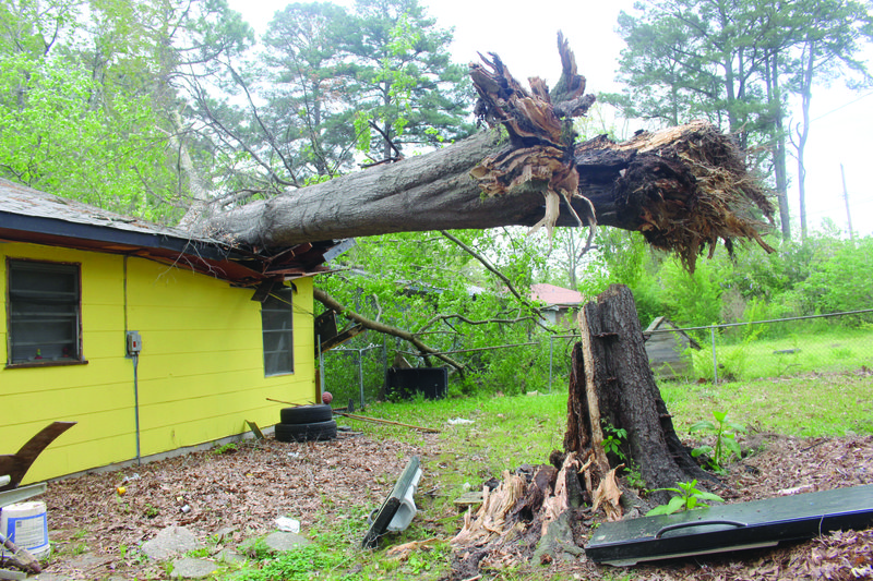 Fallen Tree 