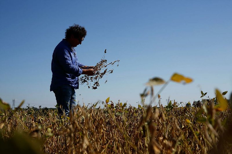 Jorge Josifovich, a farmer and agricultural engineer who provides advice to growers, examines drought-affected soybeans near Pergamino, Argentina, in late March. “Not only is there the physical loss of grain yield, but there’s also the loss of quality, which lowers the product’s final price,” said Josifovich.  