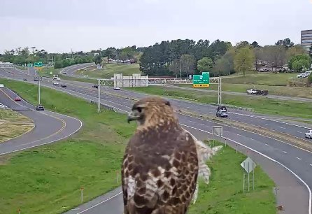 The Arkansas Department of Transportation on Thursday, April 5, 2018, posted this photo of a red-tailed hawk spotted by a traffic camera along U.S. 270 in Hot Springs. 