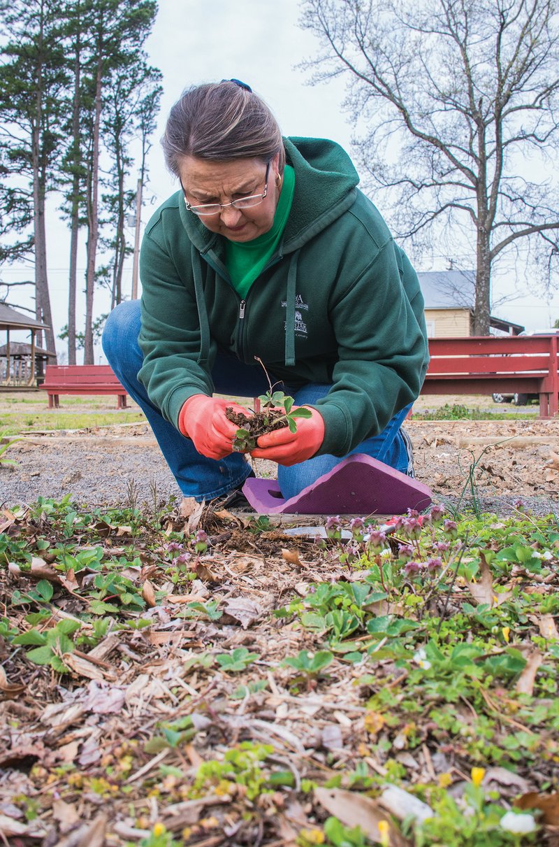 Marilyn Sims digs Blakemore strawberry plants from the garden at Pioneer Village for the upcoming White County Master Gardeners plant sale April 21. The sale will include a variety of heirloom plants from Pioneer Village, as well as herbs, trees, shrubs, vegetables, annuals, perennials, ornamental grasses and container gardens.