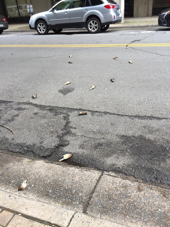 Several dead birds were spotted near 7th and Main streets in downtown Little Rock in early April 2018.