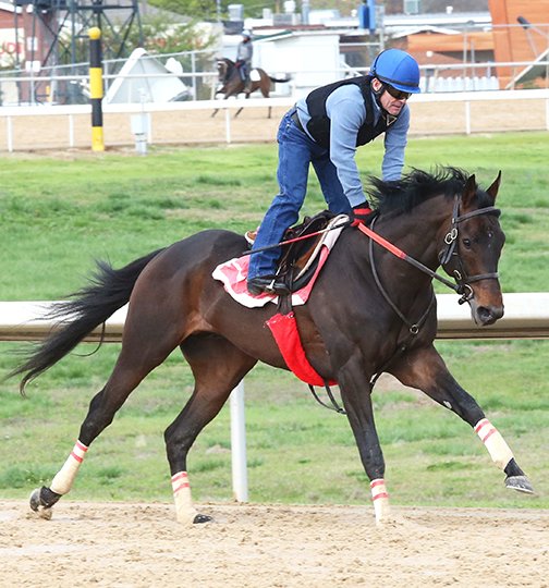 Submitted photo OAKLAWN HANDICAP: Jockey Jon Kenton Court works Colonelsdarktemper Sunday at Oaklawn Park ahead of the Saturday's Grade 2 $750,000 Oaklawn Handicap for older horses. Colonelsdarktemper completed major preparations for the race with a 5-furlong bullet workout (1:00 4-5) on a muddy track Sunday morning. Photo by Coady Photography.