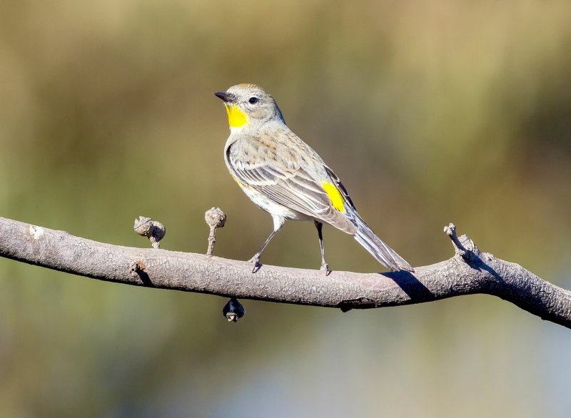 PHOTO COURTESY STATEPOINT Protect birds in your backyard by taking a few simple measures in the home and garden.