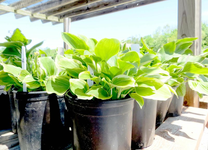 Submitted photo These Hostas, ready to go for the Spring Plant Sale, show the gallon-size containers needed by the Bella Vista Garden club. The Bella Vista Recycle Center will be glad to take empty plant containers and distribute them to the Garden Club.