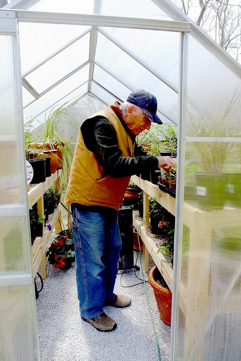 Lynn Atkins/The Weekly Vista A small greenhouse lets Tony LiCause get a head start on the season for both his flowers and vegetables.