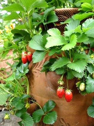 PHOTO COURTESY OF BONNIE PLANTS Strawberry pots are an obvious container choice for growing strawberries. You can fit several plants in one pot. Just make sure whatever type of garden pot you use has good drainage.