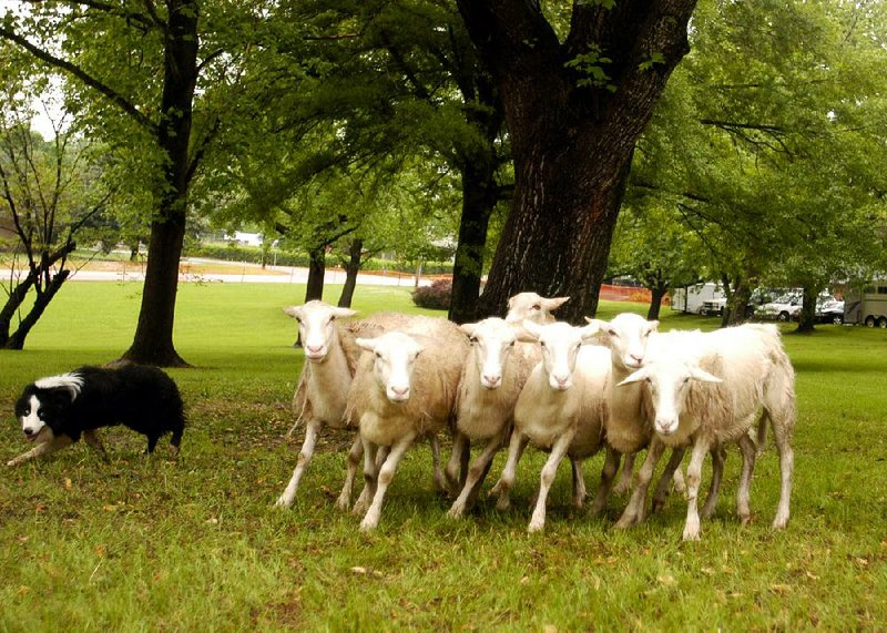 Herding dogs and sheep are part of the show at the Arkansas Scottish Festival at Lyon College, Batesville. The festival pays tribute to Scottish and Celtic heritage from kilts to meat pies to traditional caber tossing.  