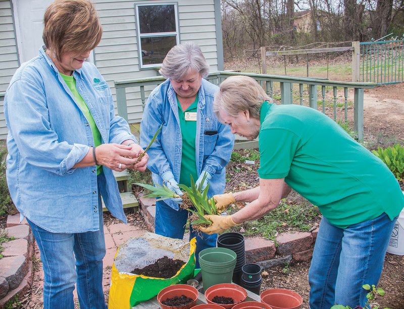 Sorting iris for the upcoming Independence County Master Gardeners Plant Sale are, from left, Rose Ann Houston of Olyphant, Charlene Morrison of Newark and Suzanne Coots of Batesville. The sale is scheduled from 8 a.m. to 1 p.m. April 28 at the Batesville National Guard Armory.