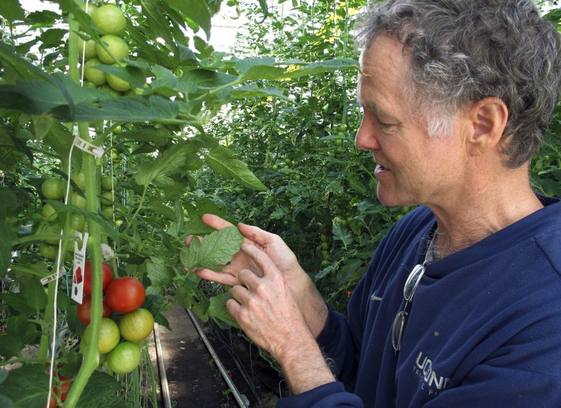 In this April 2, 2018, photo, Dave Chapman, owner of Long Wind Farm, checks for insects on organic tomato plant leaves in his greenhouse in Thetford, Vt. Chapman is a leader of a farmer-driven effort to create an additional organic label that would exclude hydroponic farming and concentrated animal feeding operations. (AP Photo/Lisa Rathke)