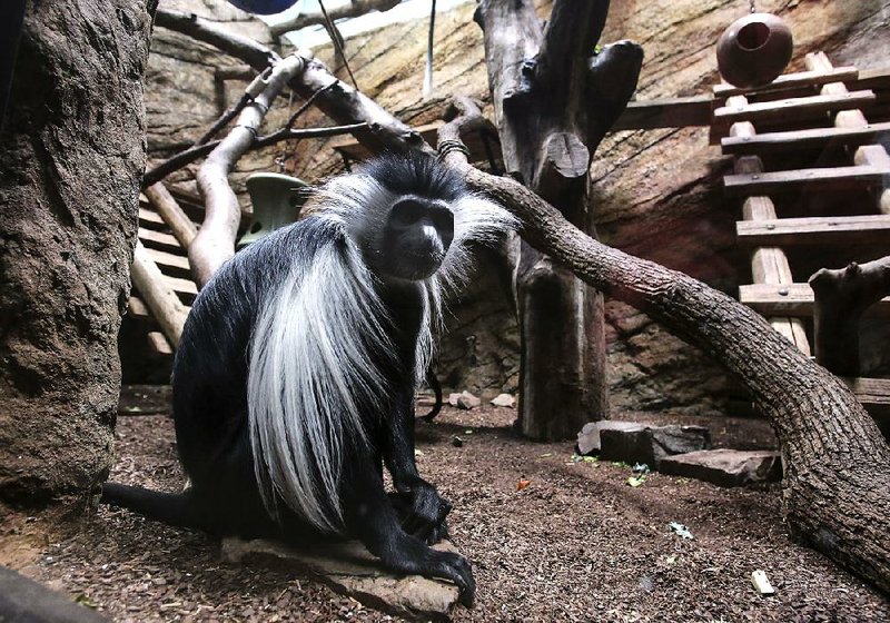 A colobus monkey sits in its habitat at the Little Rock Zoo on Sunday. The zoo plans to spend about $1.3 million to build new colobus monkey and serval cat exhibits that will create more living and play room for the animals and make space to breed them in the future.