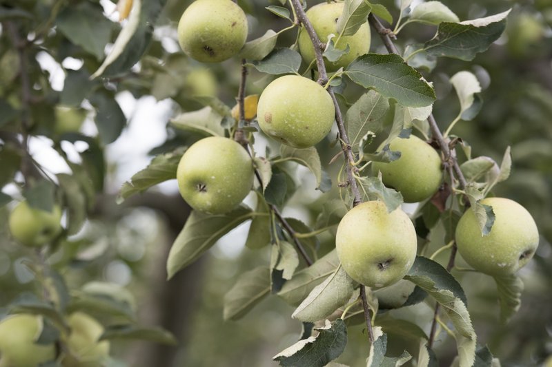 Grimes Golden apples hang in a tree in a 2017 file photo at Vanzant Fruit Farms in Lowell. 